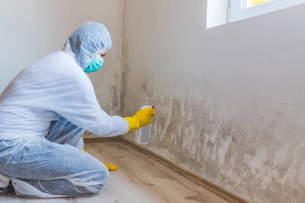 Professional mold removal team in Free Soil